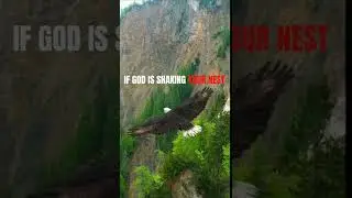 Eagle Attitude Status 🔥 Attitude Status 🔥 | eagle status Motivational status #shorts #quotes #status