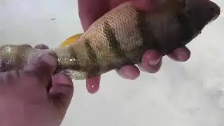 Mitchell's Bay DIRTY WATER perch fishing! 11