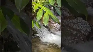 Spring is here!! 🌱☀️#shortsfeed #shortsvideo #naturetherapy #beautifulbc #forestwalk #springtime