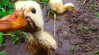 Cute animals you would see in spring 🐏🦆🐓