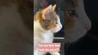 She&rsquo;s a #tiny #motor #purring #asmrsounds