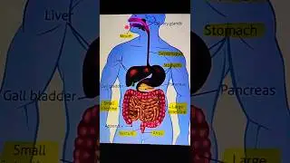 Digestive system animation | how food moves through the digestive system ? | #biology   #shorts