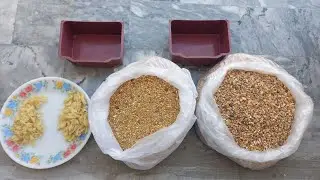 How I manage chicken 🐔  chicks feed IN SUMMER | Dvlogsskt