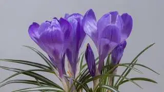 crocus blooming | yellow Crocus Flower Blooming | crocus flower blooming | crocus flower blooms