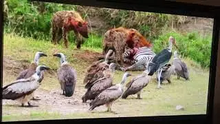 Animal Fight night: Red billed tropic￼ bird vs frigatebirds!