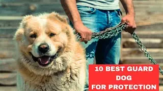 Top 10 Best Guard Dog Breeds to Protect Your House and Family