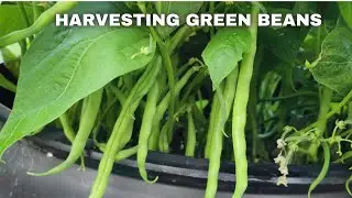Harvesting Green Beans 2025: Our First Harvest
