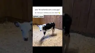 Vaca g@y?? 🧐           #memes #helt_oppa #prarir