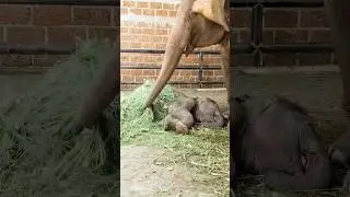 Baby elephant sleeping with mother #animals #cuteanimal #elephant #funny #mother