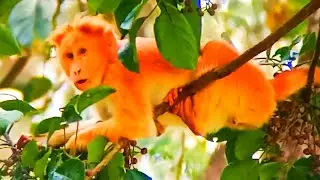 Orange delight bonnet macaque in the wild.. 🐒 #bonnetmacaque #indianwildlife
