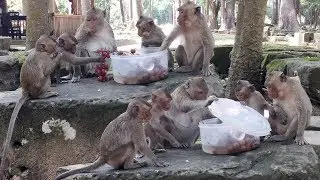 Funny Monkey Eating Fruits - Best Time To Feed Monkeys At Angkor Thom