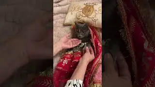 pyaari becomes happy when her grandma sings #cat #cats #catvideos #fyp #fypシ