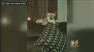 Staten Island Pup Stolen From Owner's Front Porch
