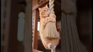 The Ultimate Cat Toy is... 🙀 #funny #FunnyCats #shorts  #cat