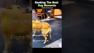 Ranking The Best Dog Moments🐶🐶