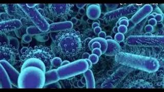 Can pre and probiotics help chronic pain and arthritis?
