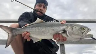 5/18/20 Bluefish Catch and Grill