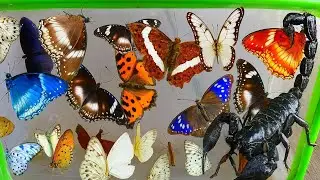 Catching Rare Butterflies and Dangerous Scorpions | Wild Insect Hunting Adventure