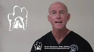 Disrupt The Way Veterinary Dentistry Exists In General Practice Today