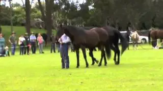 Northland Natural Horsemanship Games demo - April 2011