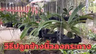#วิธีปลูกกล้วยไม้สกุลช้าง ช้างนิ้วต้นเล็กลงกระถาง ภาชนะปลูก เครื่องปลูกที่ใช้#
