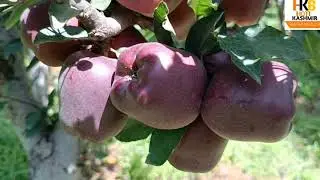 #Top Grafting Results on Traditional Trees Latest apple varieties