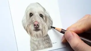 Drawing a White Poodle Tutorial | Colored Pencils for Beginners