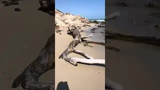 Torre Guaceto Riserva naturale 