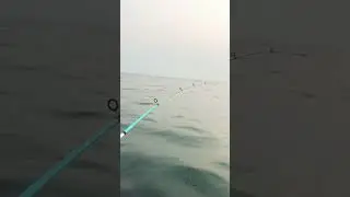 Sunny day = fishing day 🐟🐟
