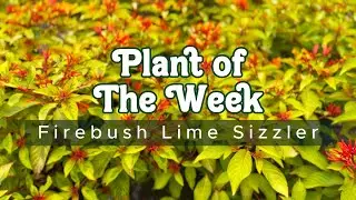 PLANT OF THE WEEK | FIREBUSH LIME SIZZLER