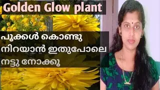 Golden Glow plant effective repotting/Rudbeckia goldquelle/cut- leaf cone flower @BSDREAMS916