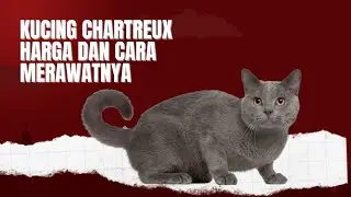 Kucing Chartreux Harga Dan Cara Merawatnya#hargakucingchartreux