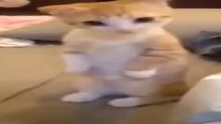 43 seconds of pure cat dopamine