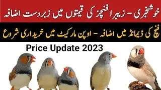 Zebra Finches Price Update 2023 | Open Market Prices | Mini Zoo