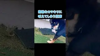 Shiba dog vs praying mantis 