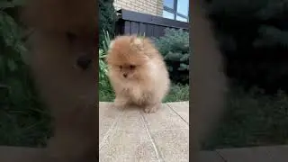 So CUTE!  MUST WATCH!  #animals #cute #fun