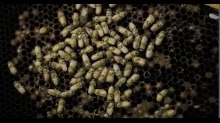 Are Bees Becoming Extinct?