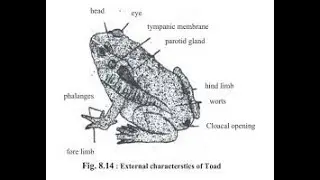 External Structure and Locomotory Adaptations in Amphibians