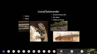 NC Wildlife: North Carolina Salamander Workshop