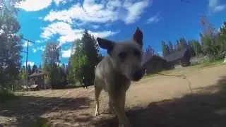 Husky Point (Rovaniemi, Finland)