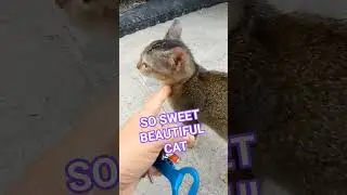 I FOUND STRAY CAT BEAUTIFUL FURSKIN