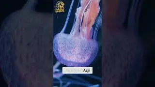 MEDUZA PUDEŁKOWA CIEKAWE STWORZONKO!