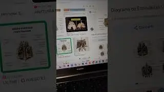 Hueso etmoides explicaci&oacute;n