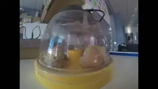 Lassaline OEY Egg Hatching 2017