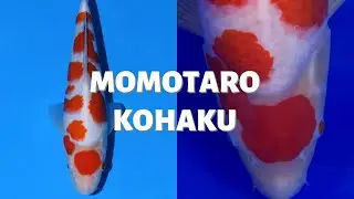 MOMOTARO KOHAKU DEVELOPMENT, STUNNING KOI!