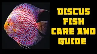 Discus fish care and guide