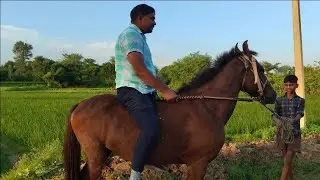 Aaj ke ghode ki sawari#trending #viral #viralvideo #viralvilog #youtube #trending 