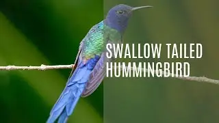 Swallow Tailed Hummingbird (Eupetomena Macroura)