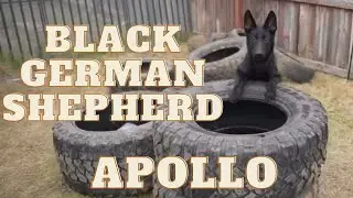Black German Shepherd Puppy Confidence Building
