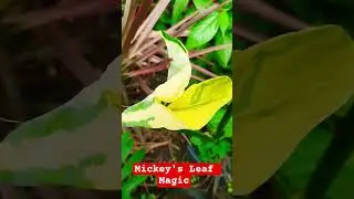🛑Leaves with Character; Mickey Mouse Plant 🛑 #plants #shortvideo #shorts #short #viralshorts #yt